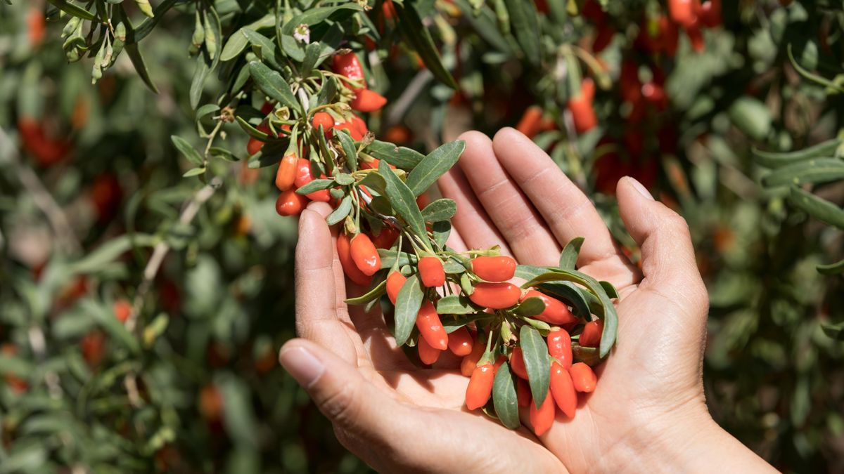 Superpotraviny: oddělujeme realitu od marketingu